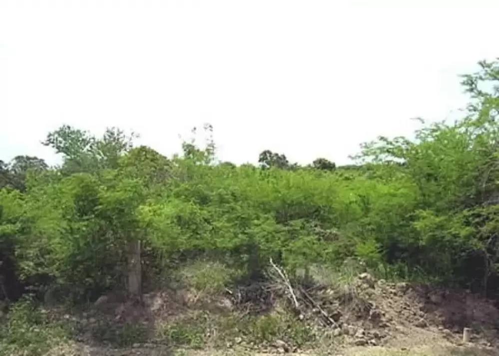 LAND ON AV. MARIO HUERTA HABAL - CERRITOS