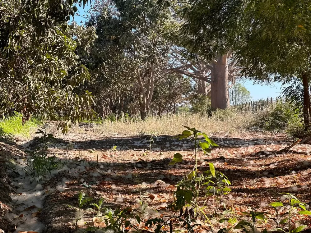 RANCH IN EL POZOLE, VILLA UNIÓN