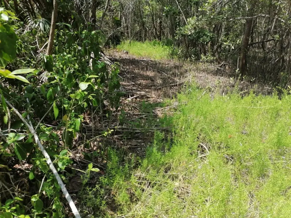LAND FOR SALE IN QUINTANA ROO