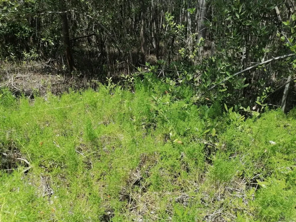 LAND FOR SALE IN QUINTANA ROO