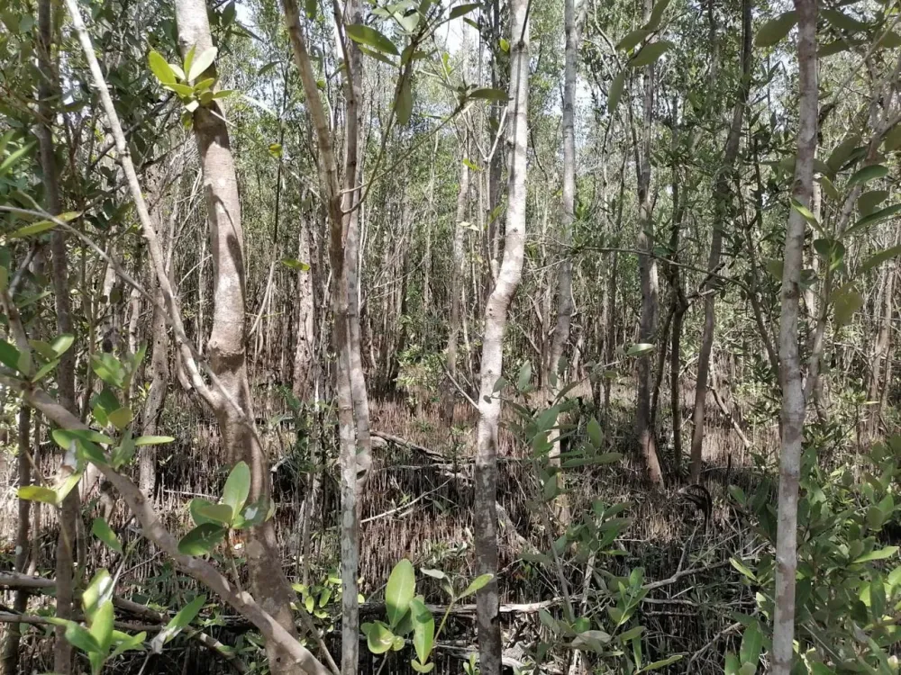 LAND FOR SALE IN QUINTANA ROO