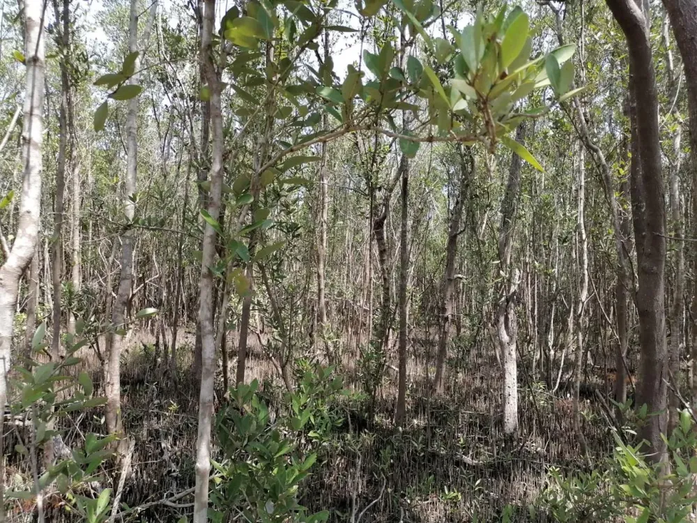 LAND FOR SALE IN QUINTANA ROO